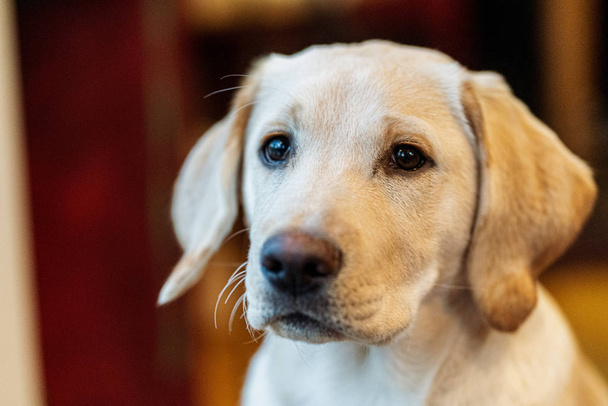 Beautiful yellow Labrador Retriever puppy - Фото, зображення