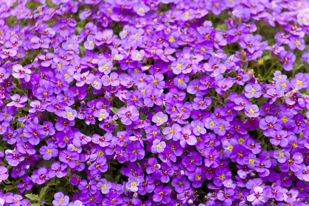春にはオブリエタ・デルトアイデア、オブリエタ植物の開花. - 写真・画像