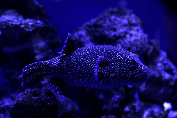 Beautiful pufferfish swimming in clear toned blue aquarium - Foto, immagini