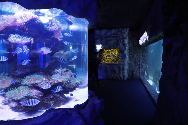 Aquarium with sergeant major fish in oceanarium - Photo, image