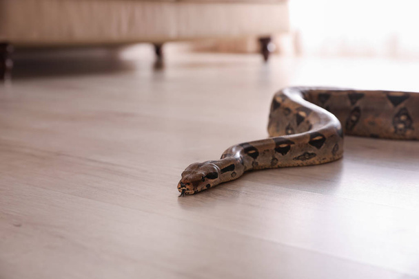 Brown boa constrictor crawling on floor in room - Fotó, kép