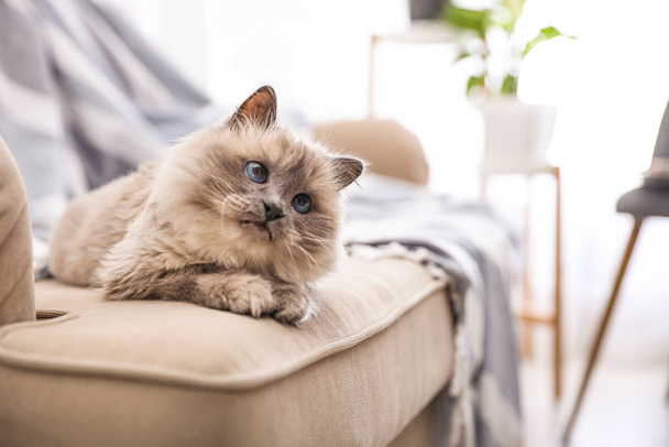 Birman cat on sofa at home, space for text. Cute pet - Foto, Imagem