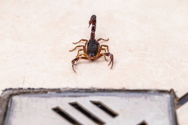 Tityus bahiensis is een schorpioen uit de familie schorpioenen (Scorpions). Ca. 6 cm lang, heeft een zeer donkere kleur en bruine poten. - Foto, afbeelding