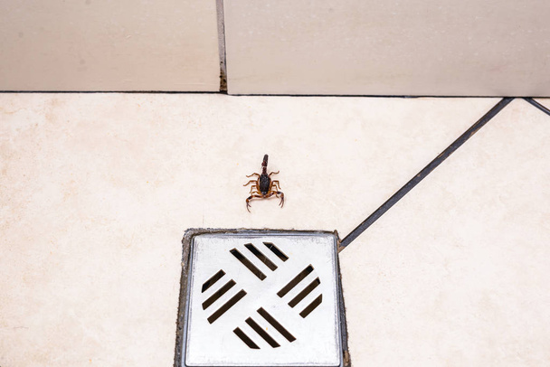 Scorpion inside the bathroom. Venomous animal near the bathroom drain. need for fingering, poisonous scorpion. - Photo, Image