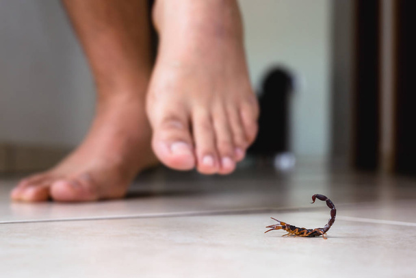 Skorpion w domu, blisko osoby. Osoba spacerująca w pobliżu skorpiona. Koncepcja wykrywania, brązowy lub żółty skorpion, użądlenie trujące. - Zdjęcie, obraz