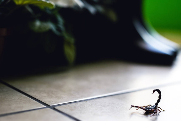 Skorpió probléma, skorpió járvány a házban. Mérgező állat van a házban, ujjnyomokra van szüksége. A fullánkveszély fogalma. - Fotó, kép
