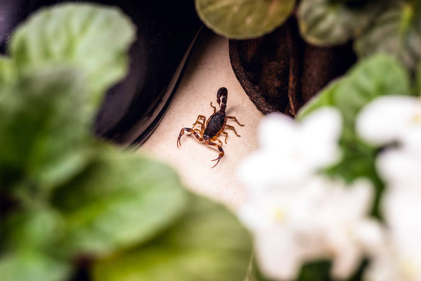 Tityus bahiensis, znany również jako czarny skorpion, jest gatunkiem skorpiona ze wschodniej i środkowej Brazylii. Wymiary 6 cm długości, ma bardzo ciemne zabarwienie i brązowe łapki. - Zdjęcie, obraz