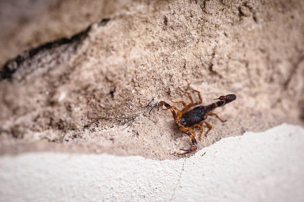 Schorpioen op de muur, verborgen. Tityus bahiensis is een schorpioen uit de familie schorpioenen (Scorpions). Peigo concept, dodelijk en giftig dier. - Foto, afbeelding