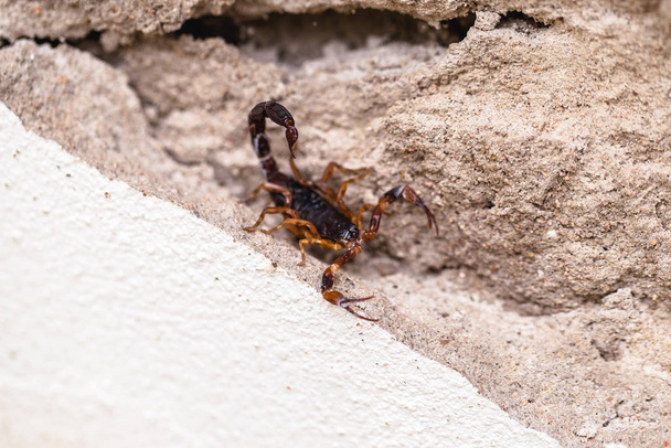 Scorpion on the wall, hidden. Tityus bahiensis, also known as black scorpion, is a species of scorpion from Brazil, has a very dark color and brown paws. Peigo concept, deadly and poisonous animal. - Photo, Image