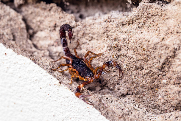 Skorpió a falon, elrejtve. Tityus bahiensis, más néven fekete skorpió, egy faj skorpió Brazíliából, van egy nagyon sötét színű és barna mancsok. Peigo koncepció, halálos és mérgező állat. - Fotó, kép