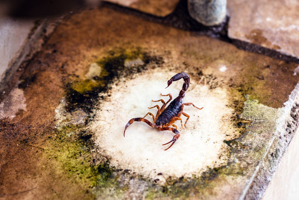 scorpion problem, scorpion plague indoors. Poisonous animal inside the house, need for fingerings. Sting danger concept. - Photo, Image