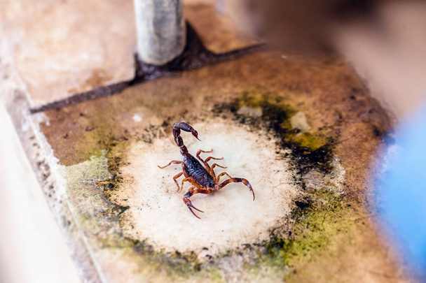 Tityus bahiensis, joka tunnetaan myös nimellä musta skorpioni, on skorpioni Itä- ja Keski-Brasiliasta. Toimenpiteet 6 cm pitkä, on hyvin tumma väri ja ruskea tassut
. - Valokuva, kuva