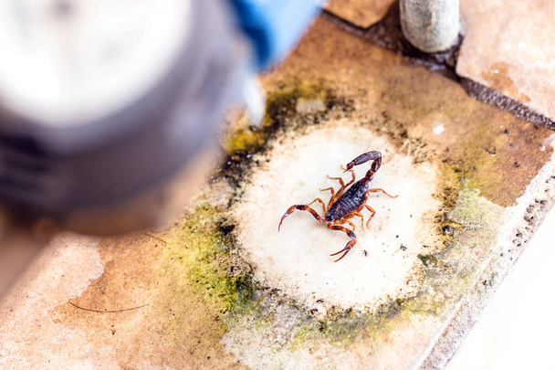 Scorpion amid rubble and trash, hidden. Poisonous animals in the big city. Sting hazard. - Photo, Image