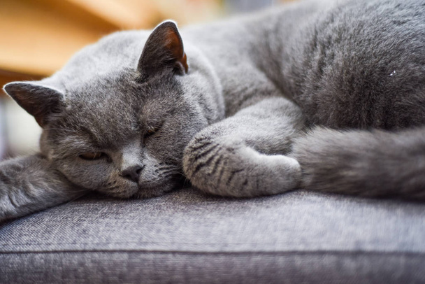 Сплячий спокійний кіт прокидається з ворсу на улюбленому стільці на h
 - Фото, зображення