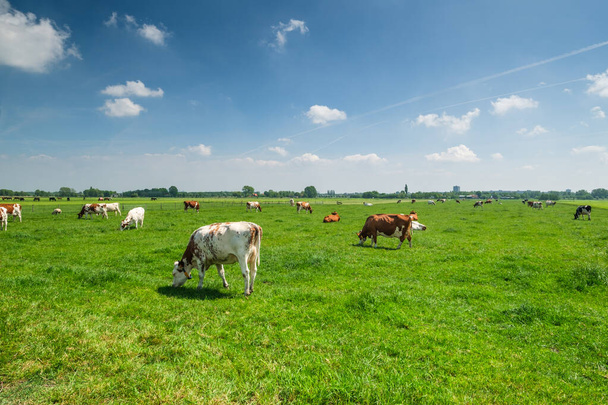 Корови на зеленому трав'янистому лузі в сонячний день
 - Фото, зображення