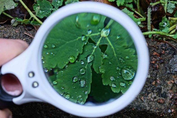 yksi suuri pyöreä suurennuslasi suurentaa vihreää ruohoa vesipisaroilla kasveihin luonnossa
 - Valokuva, kuva