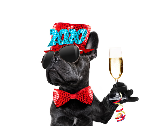 happy new year dog celberation - Photo, Image