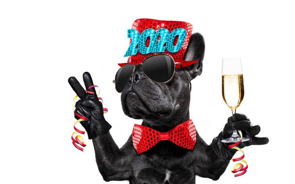 feliz año nuevo celberation perro
 - Foto, Imagen