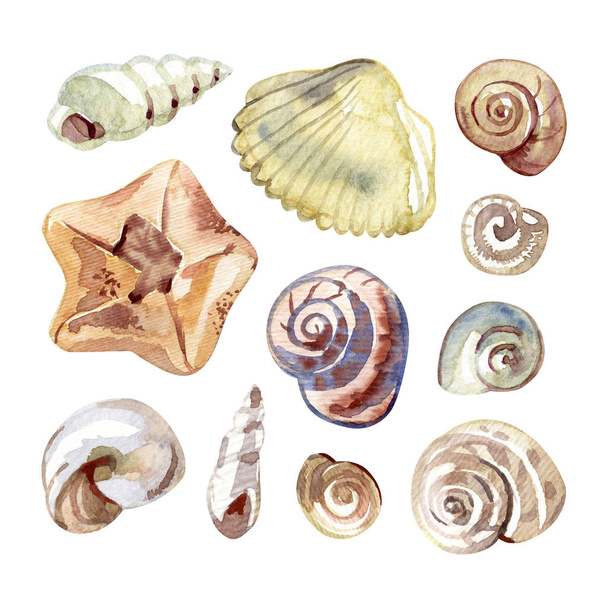 Watercolor set with sea shells and starfish isolated on white. - Fotoğraf, Görsel