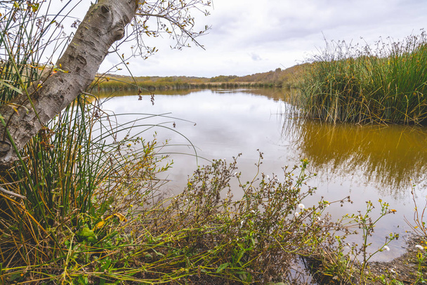 Marshland meer en inheems bos. Oso Flaco Lake Natural Area, Oceano, Californië - Foto, afbeelding