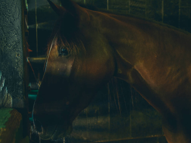 лошадь в свете
 - Фото, изображение