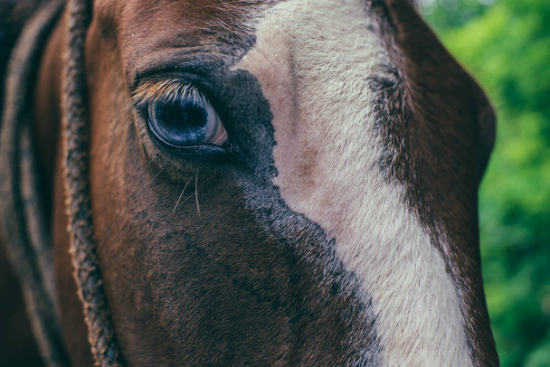 άλογο μάτι φύση - Φωτογραφία, εικόνα