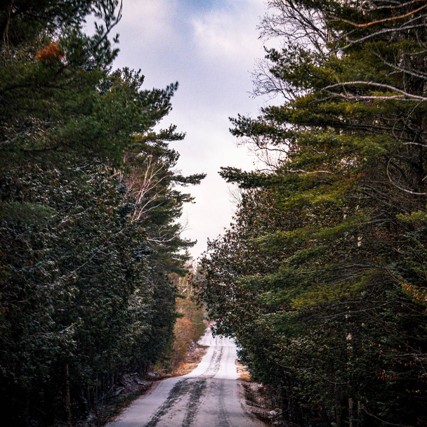 森林地帯を抜ける雪の狭い田舎道 - 写真・画像
