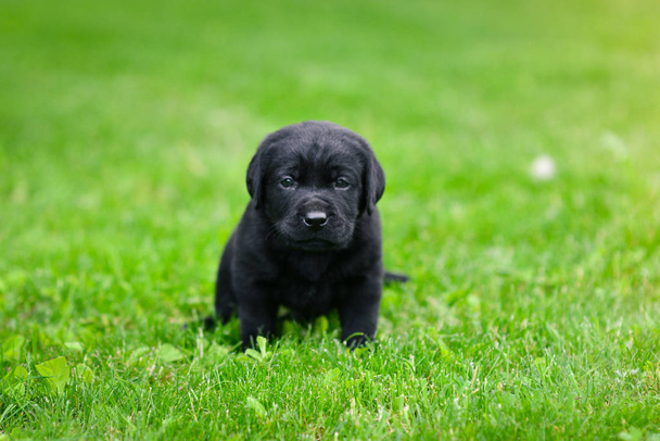Playful puppy of black labrador. Labrador puppy on green grass. - Фото, зображення