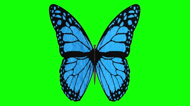 Videa. 3D ilustrace. Barevné motýl mouchy s otevřenými křídly na pozadí Chroma klíč. - Záběry, video
