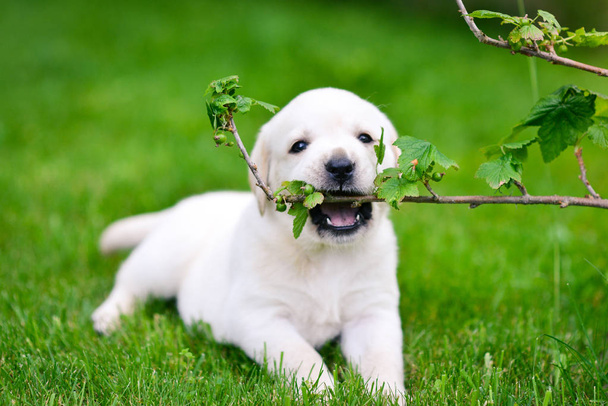 Hermoso perro cachorro Labrador Retriever jugando
. - Foto, Imagen