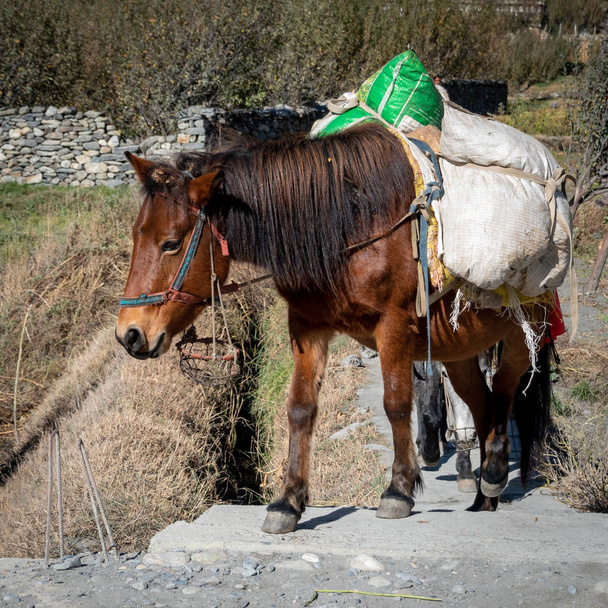 Pack Koń idzie szlakiem - Zdjęcie, obraz