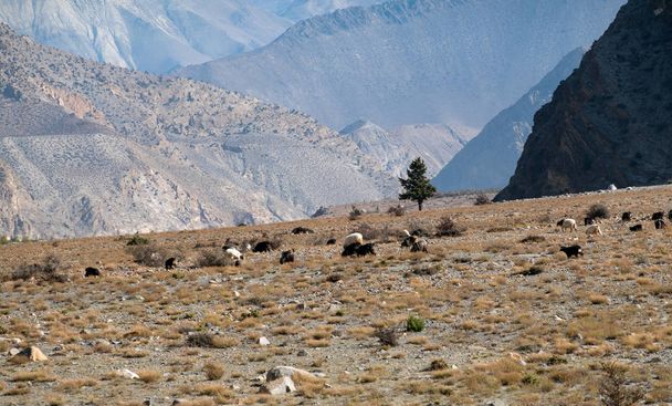 Sheep Grazing in the Wilderness - Foto, Bild