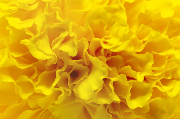 Background of beautiful yellow marigold flowers blooming on top view - Photo, image