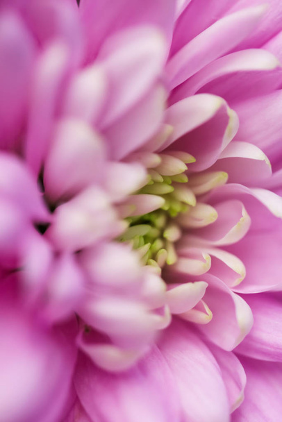 Petali di fiori di margherita rosa in fiore, arte floreale astratta b
 - Foto, immagini