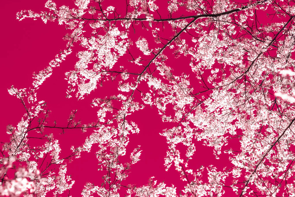 Цветочные абстрактные искусства на бордовом фоне, винтажные цветы вишни
 - Фото, изображение