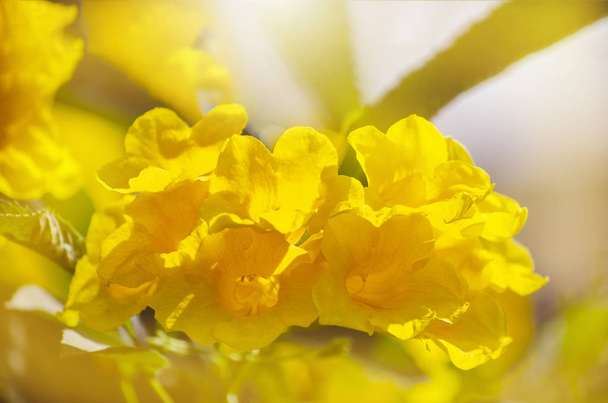 Žlutý květ Neznámý typ květu kvete v letní zahradě - Fotografie, Obrázek