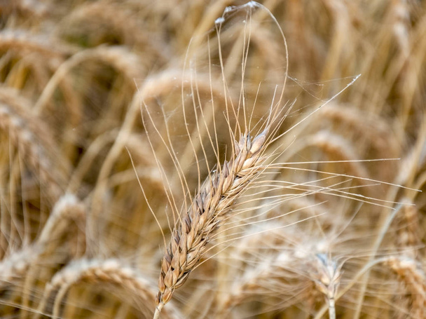 Zlaté uši pšenice na poli - Fotografie, Obrázek