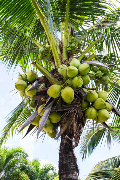 Green Coconut On Tree - Foto, Imagen