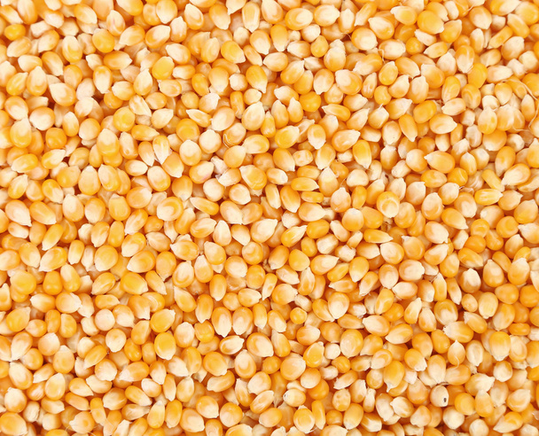 Close up of golden corn grains. - Φωτογραφία, εικόνα
