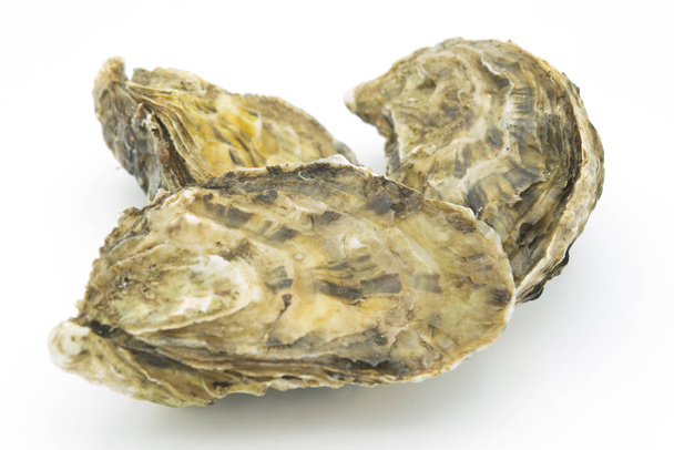Oyster fresh  gourmet - Photo, Image