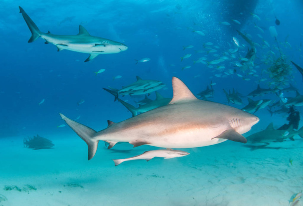 Caribbean reef shark at the Bahamas - Photo, Image