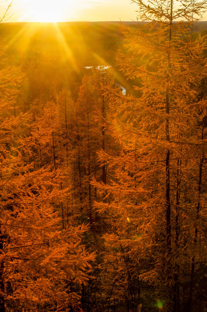 Kirkas värikäs auringonlasku auringonsäteillä Yakutian pohjoisessa taigassa keltaisten kuusien taustalla syksyllä vuorella, jossa on joki metsän pohjassa.
. - Valokuva, kuva