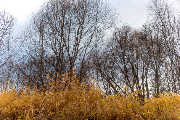 Pajupuiden paljaat oksat peittävät keltaisen ruohon syksyllä
. - Valokuva, kuva