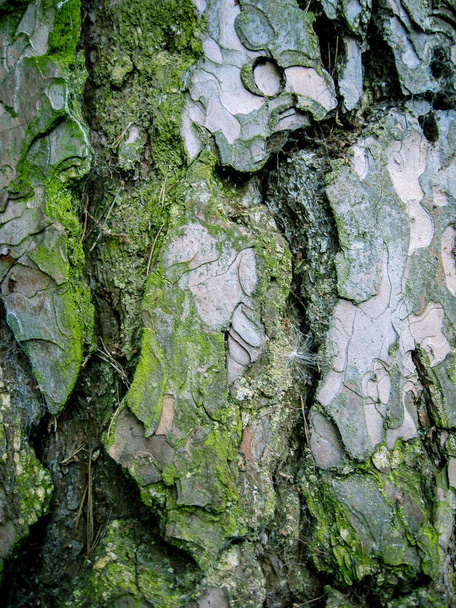 die Rinde eines sehr alten Baumes - Foto, Bild