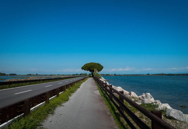 Велосипедная дорожка вдоль спокойного Средиземного моря с единственным деревом акации вдали в Италии
 - Фото, изображение