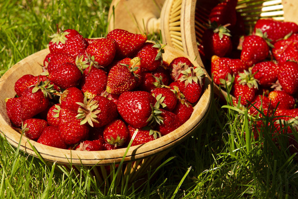 Aardbeien in een mand op het gras in de schaduw van de bomen in de tuin, Zonnige zomerdag, felle kleuren. - Foto, afbeelding