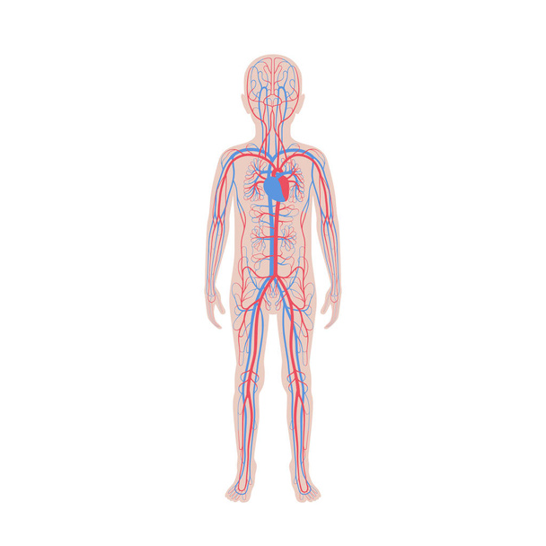 keringési rendszer anatómiája - Vektor, kép