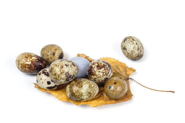 Täplikäs viiriäisen munia keltainen loma
 - Valokuva, kuva