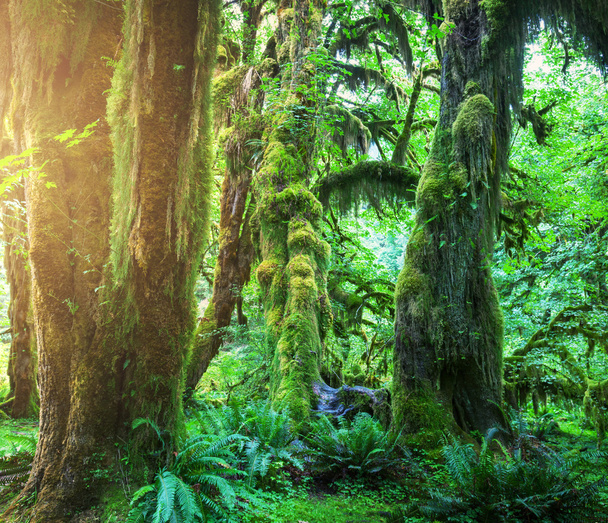 groen bos - Foto, afbeelding