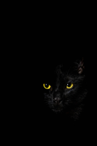 Gato preto no fundo preto
 - Foto, Imagem